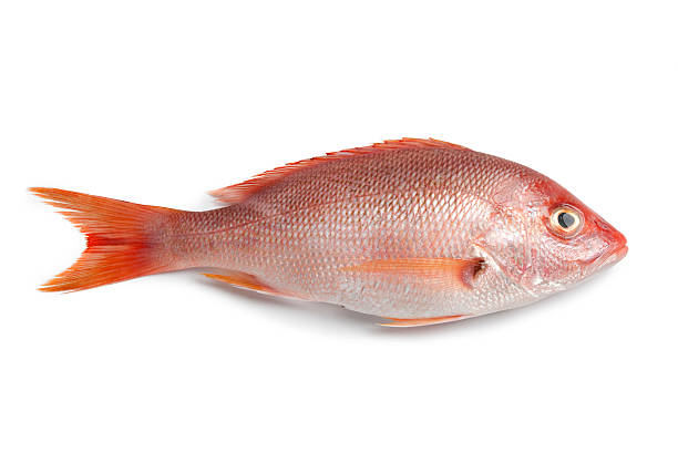 Snapper Pargo( Venezolano)