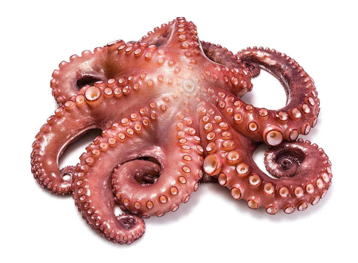 Pulpo (Mediterraneo)