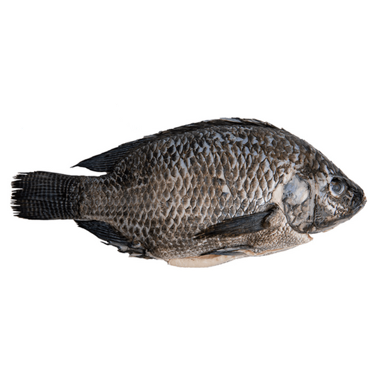 Mojarra Negra