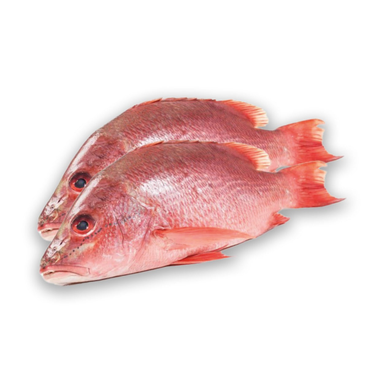 Snapper Pargo( Venezolano) – MeatTown Distributors