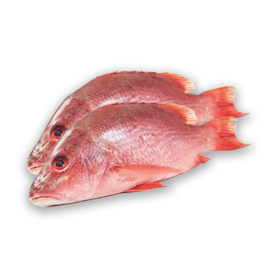 Snapper Pargo( Venezolano)